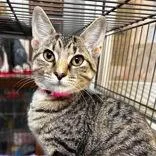 A young medium-sized female Tabby (Gray / Blue / Silver) Domestic Short Hair cat named Tootie for adoption in Portsmouth, OH