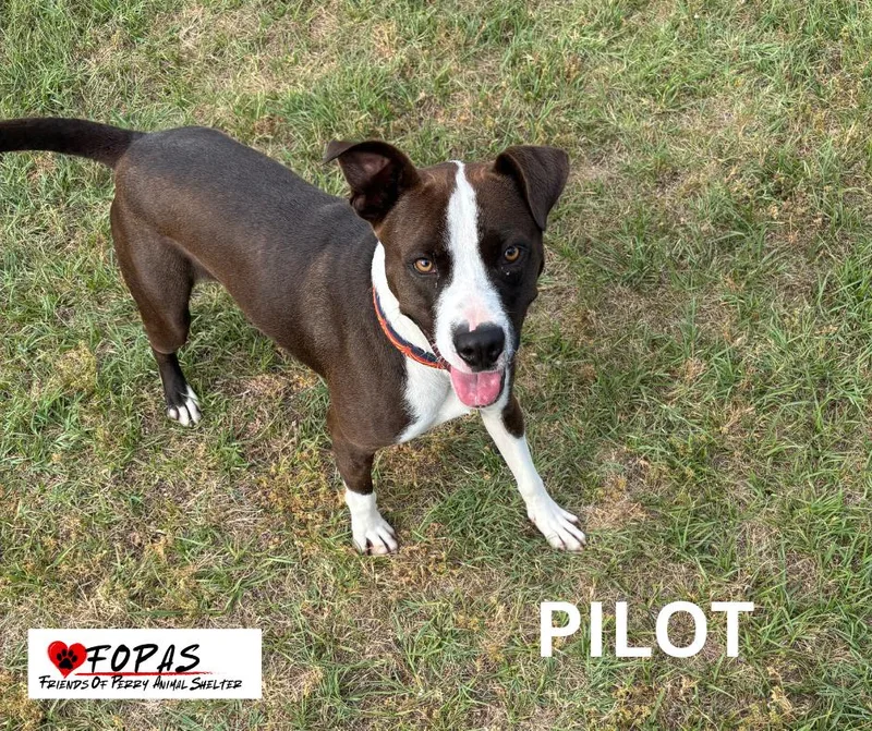 Pilot