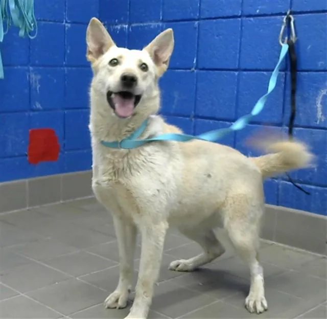 An adult medium-sized female German Shepherd Dog dog named Sunflower for adoption in Albuquerque, NM