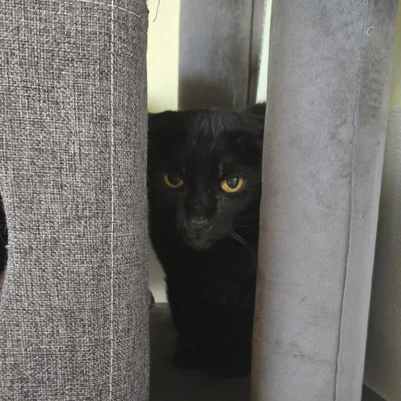 An adult small-sized female Black Domestic Short Hair cat named Petunia for adoption in Tucson, AZ
