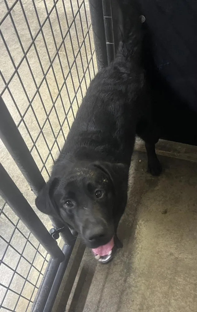 A young large-sized female Black Labrador Retriever dog named Diamond Doll for adoption in Osgood, IN