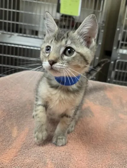 A baby small-sized male Domestic Short Hair cat named Mongo for adoption in Westland, MI