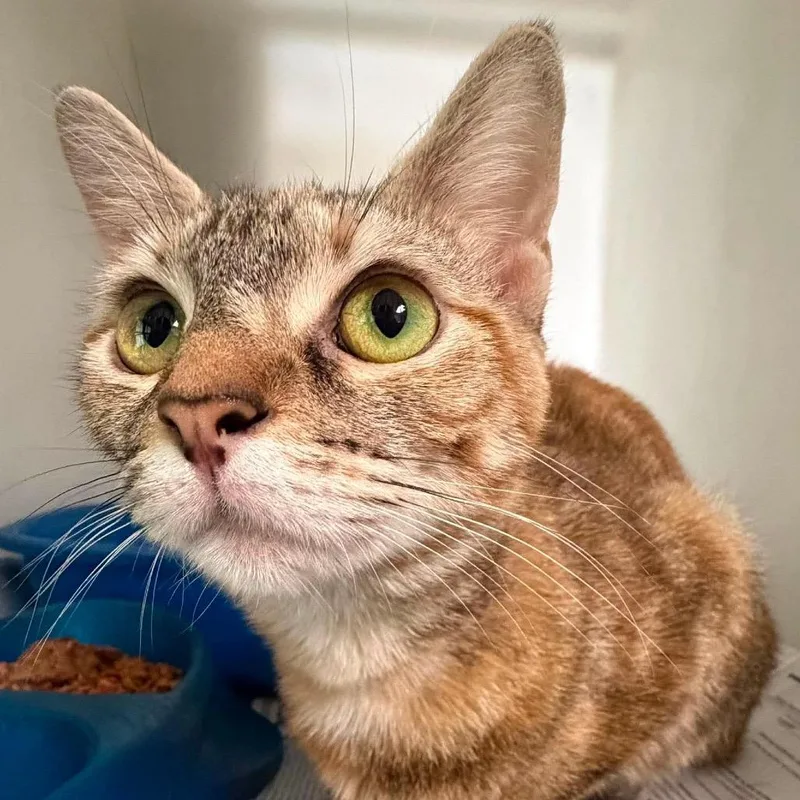 An adult medium-sized female Domestic Short Hair cat named Joanne for adoption in Washington, DC
