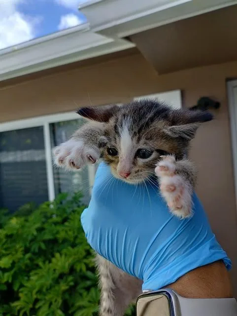 A baby small-sized male Domestic Short Hair cat named Kevin for adoption in Fort Lauderdale, FL