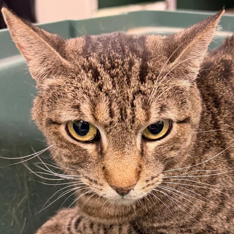 A senior medium-sized female Gray / Blue / Silver Domestic Short Hair cat named Tabby for adoption in Las Cruces, NM