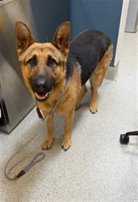 An adult medium-sized male German Shepherd Dog dog named Hunter for adoption in San Luis Obispo, CA