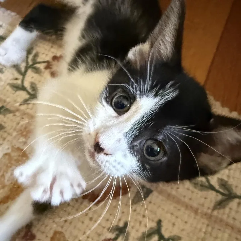 A baby small-sized female White Domestic Short Hair cat named Zelia for adoption in Newark, NJ