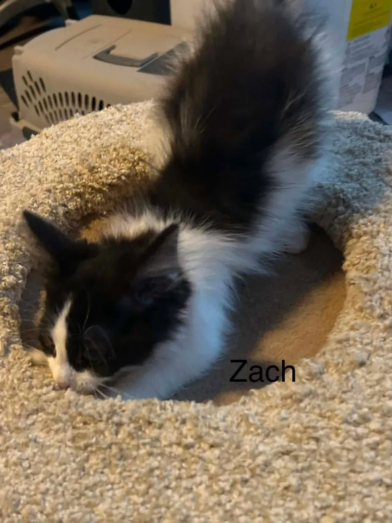 A baby medium-sized male Black & White / Tuxedo Domestic Short Hair cat named Cody for adoption in hinckley, IL