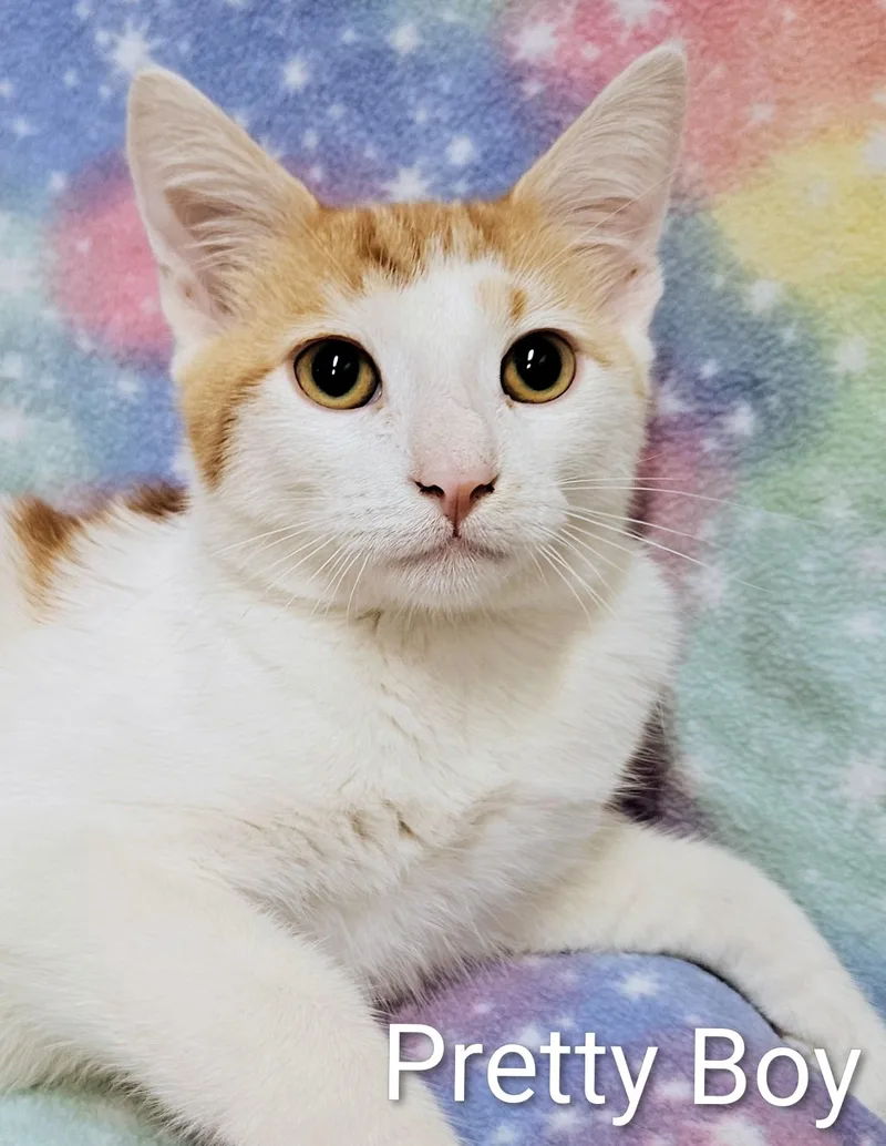 A baby small-sized male Orange & White Domestic Short Hair cat named Pretty Boy Rancho for adoption in Yorba Linda, CA
