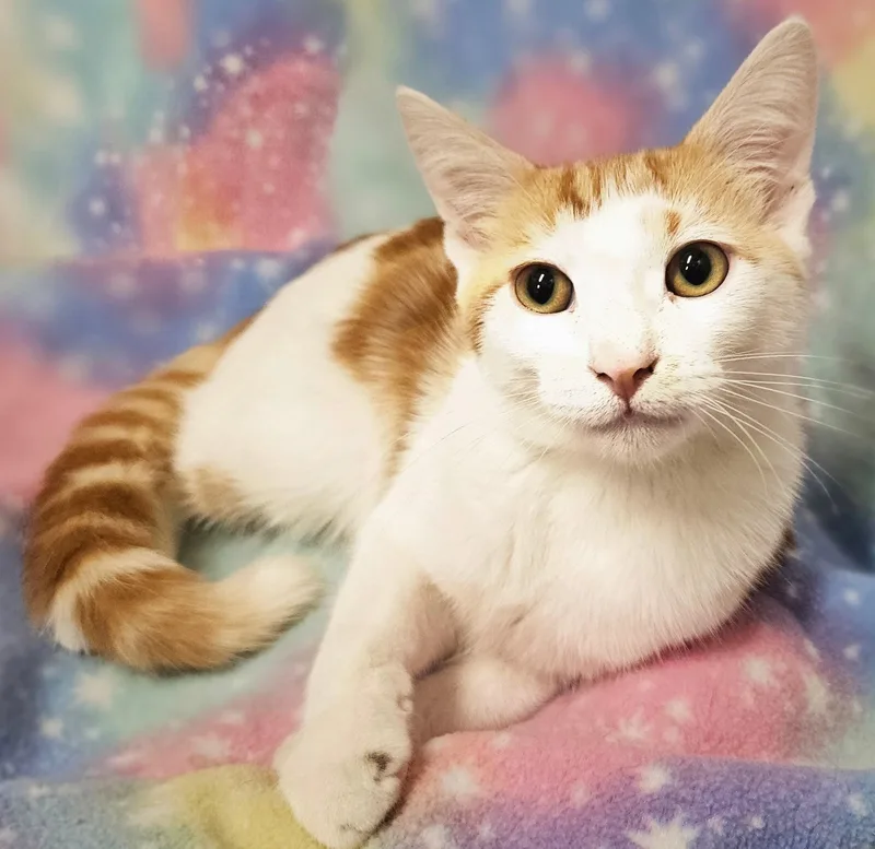 Pretty Boy  Rancho thumbnail 5