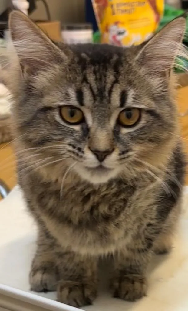 A baby small-sized female Domestic Long Hair cat named Aphrodite for adoption in Elizabethton, TN