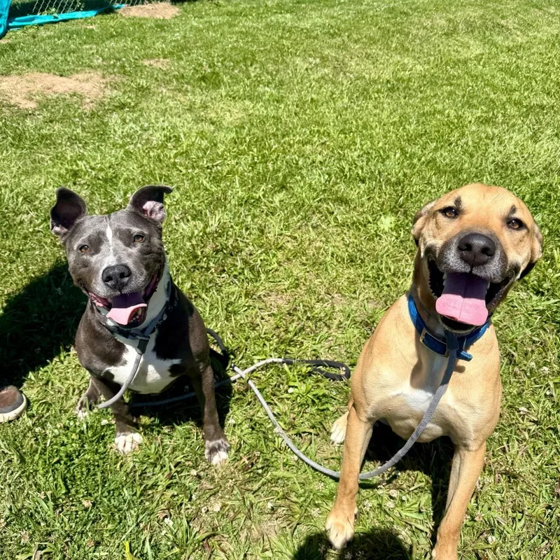 An adult medium-sized male Gray / Blue / Silver Pit Bull Terrier dog named Skr Boi for adoption in Louisville, KY