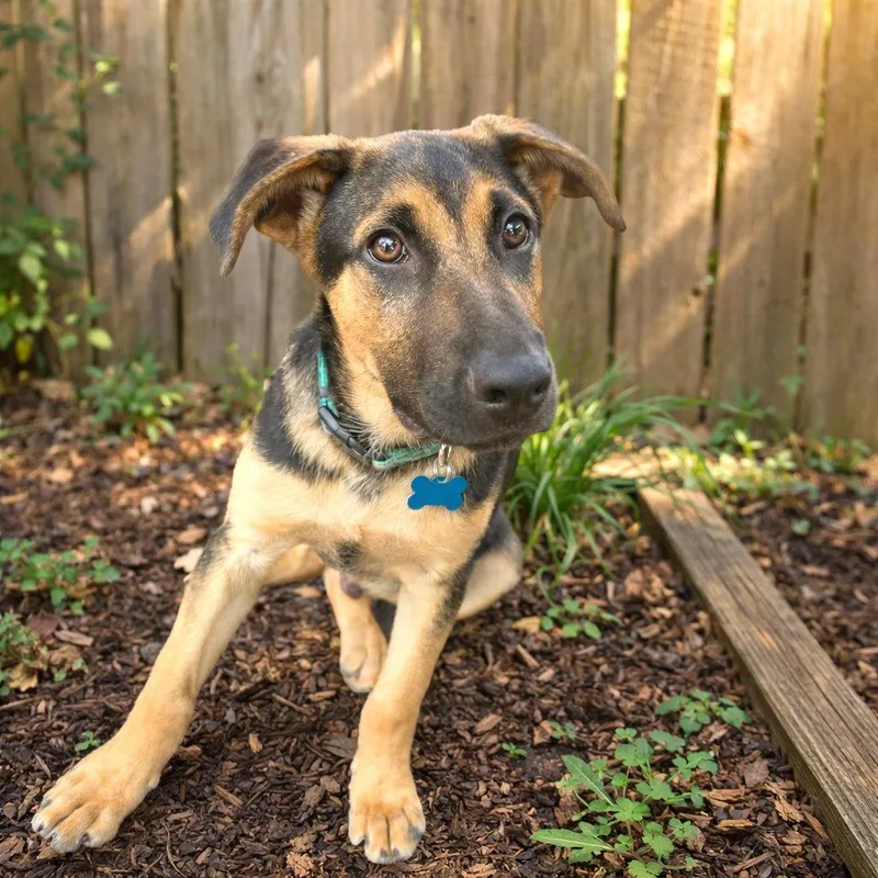 A baby small-sized male Black German Shepherd Dog dog named Birch for adoption in Boerne, TX