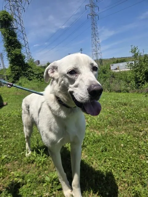 A young large-sized male Great Pyrenees dog named Cain for adoption in Olivette, MO