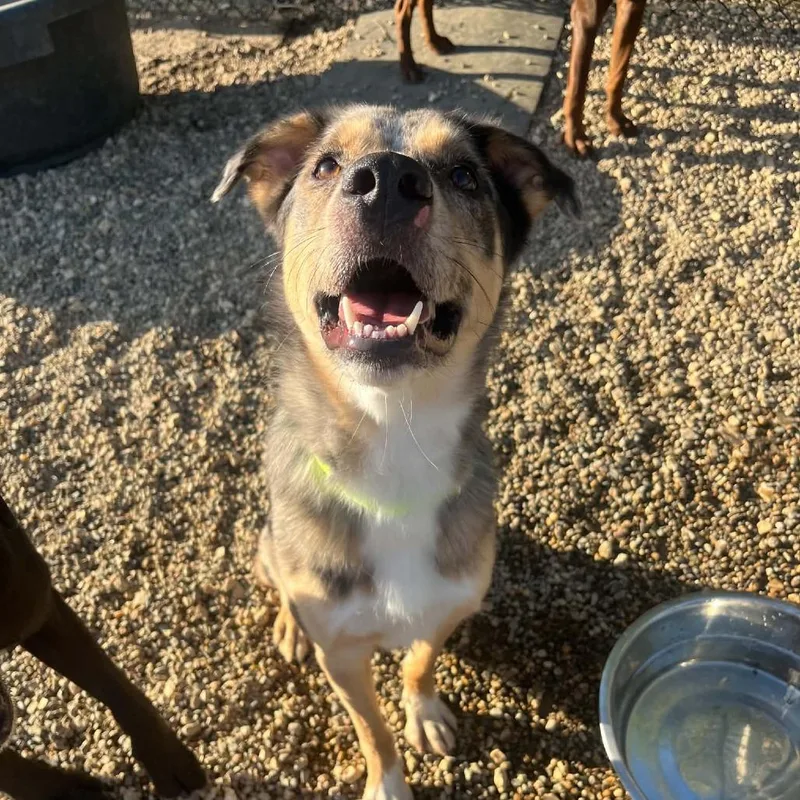 A young medium-sized male Australian Cattle Dog / Blue Heeler dog named Duke for adoption in Monticello, IA