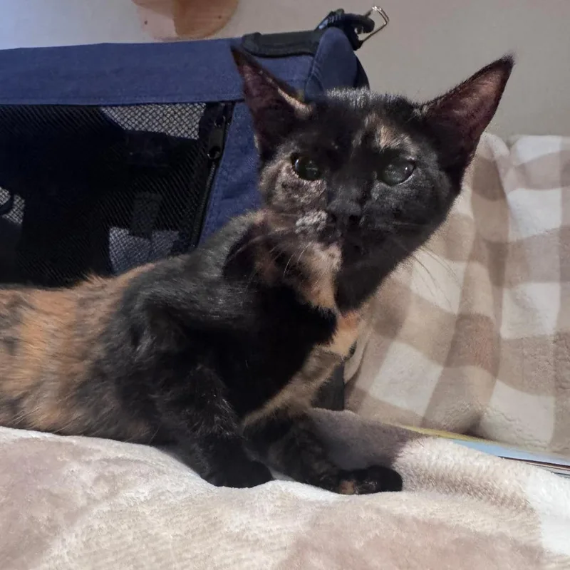 A baby small-sized female Tortoiseshell Domestic Short Hair cat named Bellie for adoption in Hemet, CA