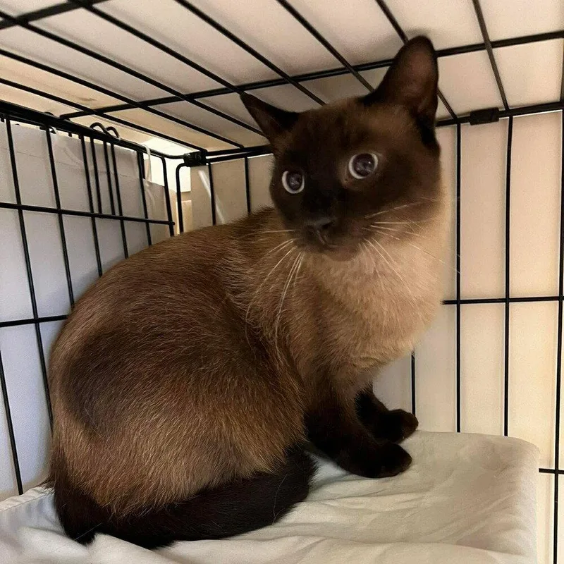An adult medium-sized male Buff / Tan / Fawn Siamese cat named Cezar for adoption in Candler, NC