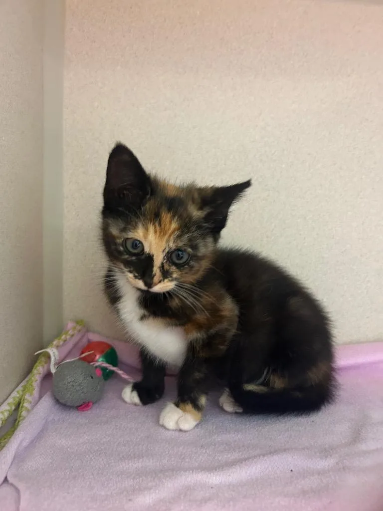 A baby medium-sized female Domestic Short Hair cat named Cher for adoption in Morgantown, KY