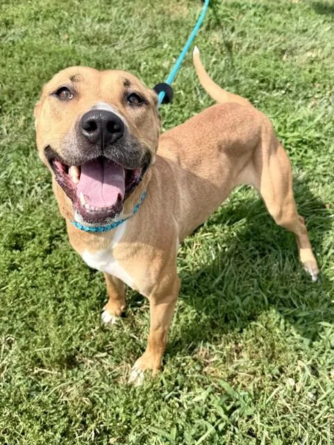 A young large-sized female Labrador Retriever dog named Nyla for adoption in Olivette, MO