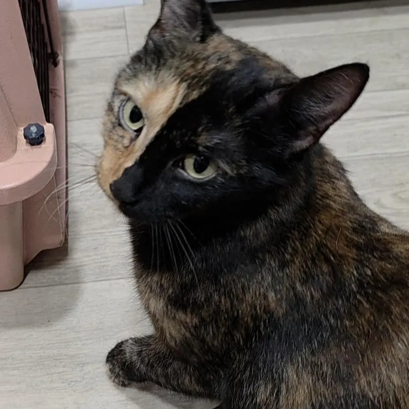 An adult small-sized female Black Domestic Short Hair cat named Charlotte for adoption in Abingdon, MD
