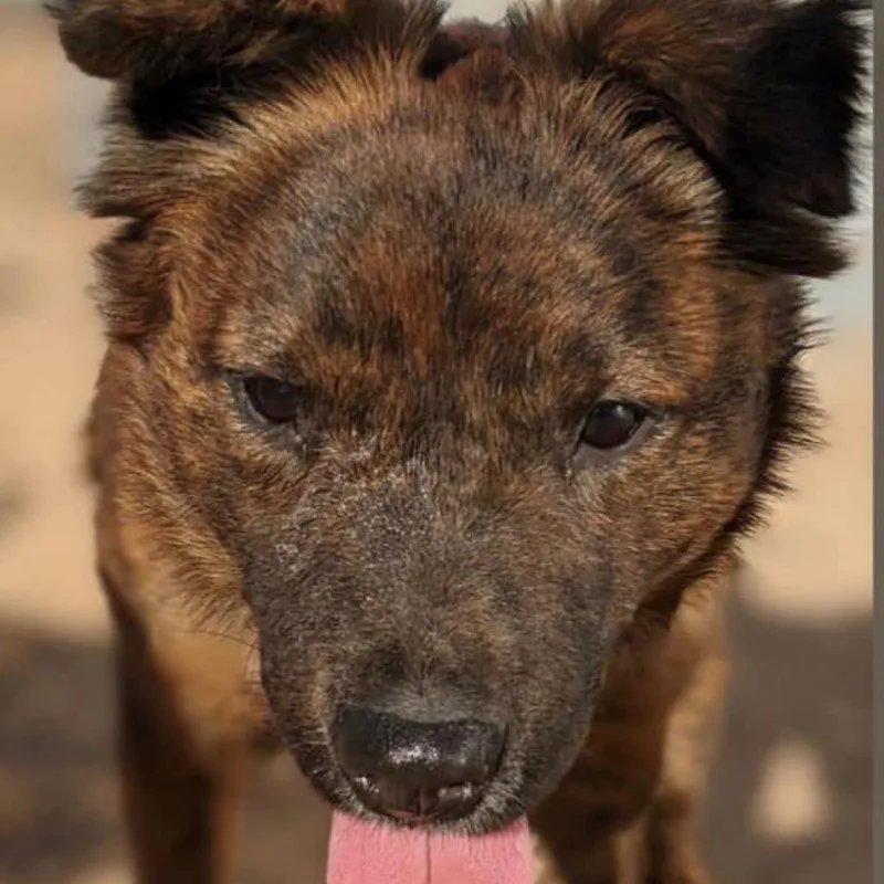 A senior medium-sized male Brindle Australian Shepherd dog named Bart for adoption in Casa Grande, AZ