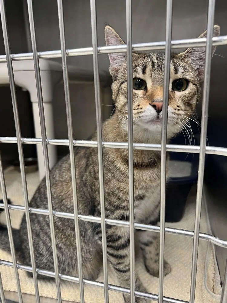 An adult medium-sized female Domestic Short Hair cat named Leia for adoption in Bowling Green, OH