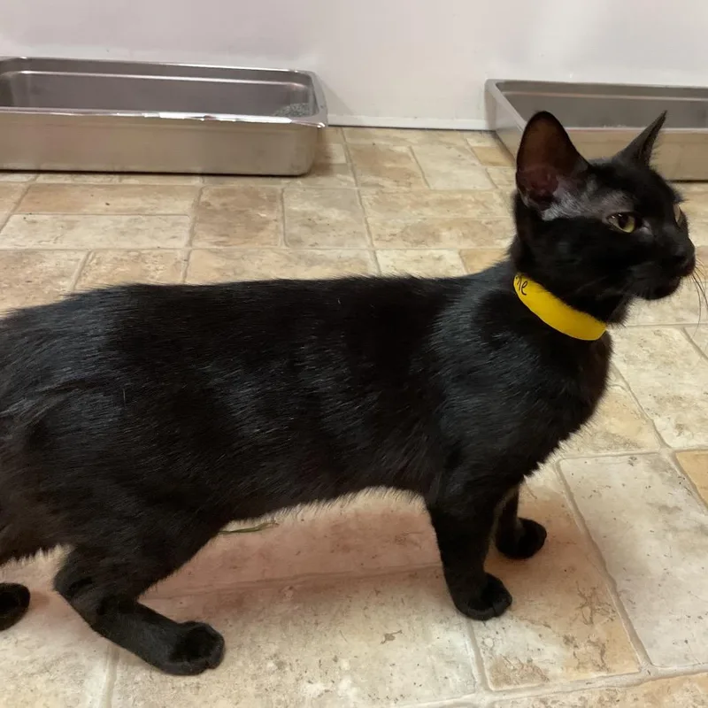 A young small-sized female Black Domestic Short Hair cat named Tootie for adoption in Monroe, LA