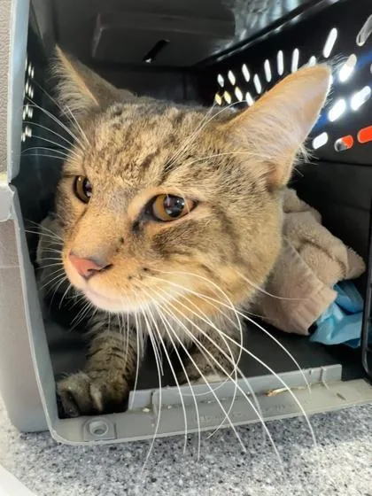 An adult medium-sized male Domestic Medium Hair cat named Baxter Stockman for adoption in West Chester, PA