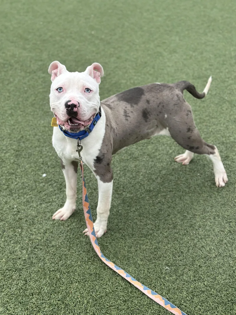 A young medium-sized male Gray / Blue / Silver Pit Bull Terrier dog named Sherlock for adoption in Cleveland, OH