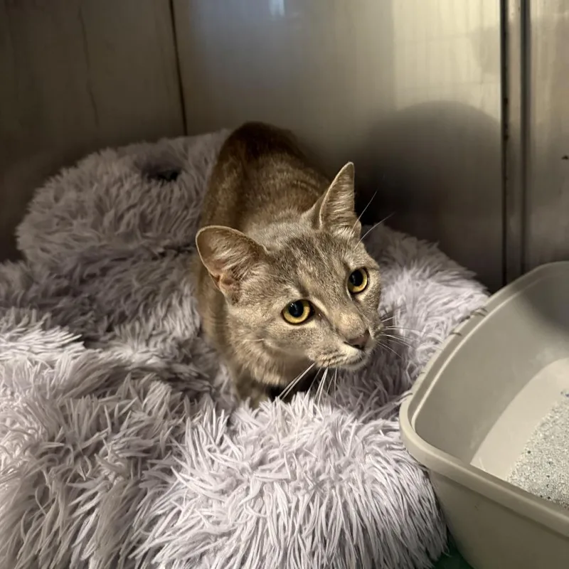 A young medium-sized female Gray / Blue / Silver Domestic Short Hair cat named Thorn for adoption in Louisville, KY