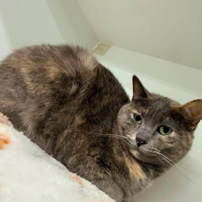 A young medium-sized female Dilute Tortoiseshell cat named Shadow for adoption in Cleveland, OH