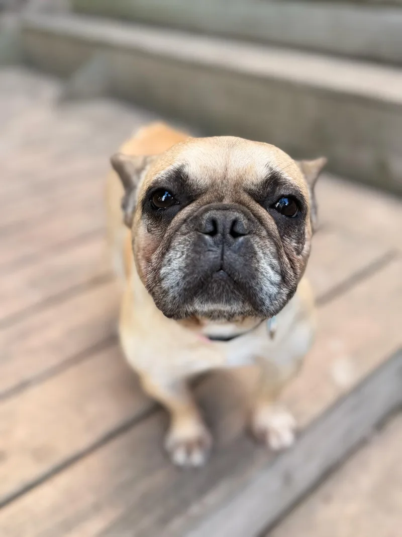 An adult small-sized female Apricot / Beige French Bulldog dog named Beth for adoption in North Freedom, WI