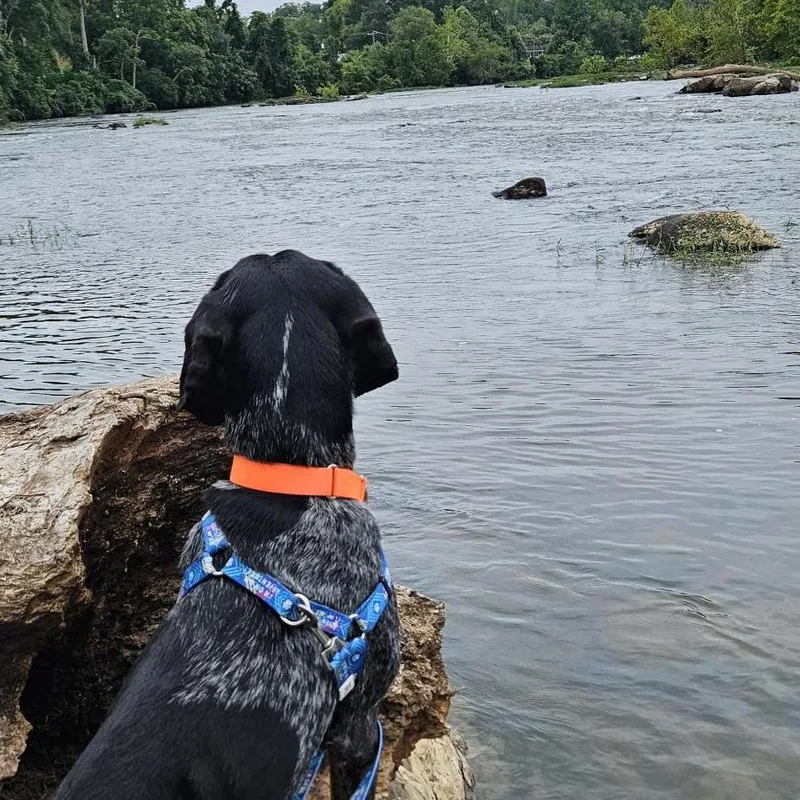 An adult medium-sized female Black Mixed Breed dog named Poppy for adoption in Fredericksburg, VA