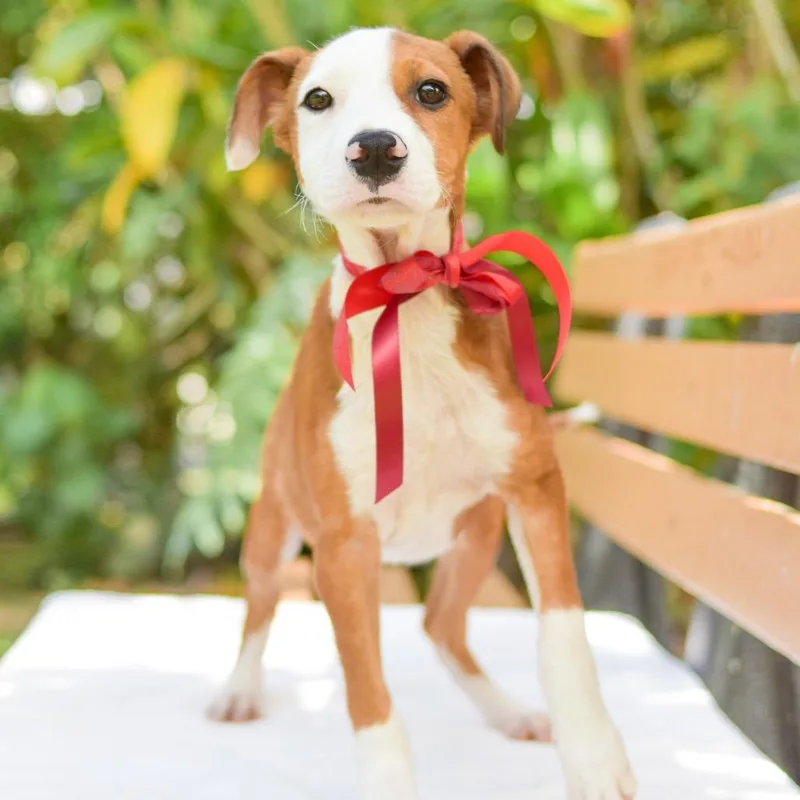 A baby medium-sized male Yellow / Tan / Blond / Fawn Mixed Breed dog named Pepperoni for adoption in Kailua Kona, HI