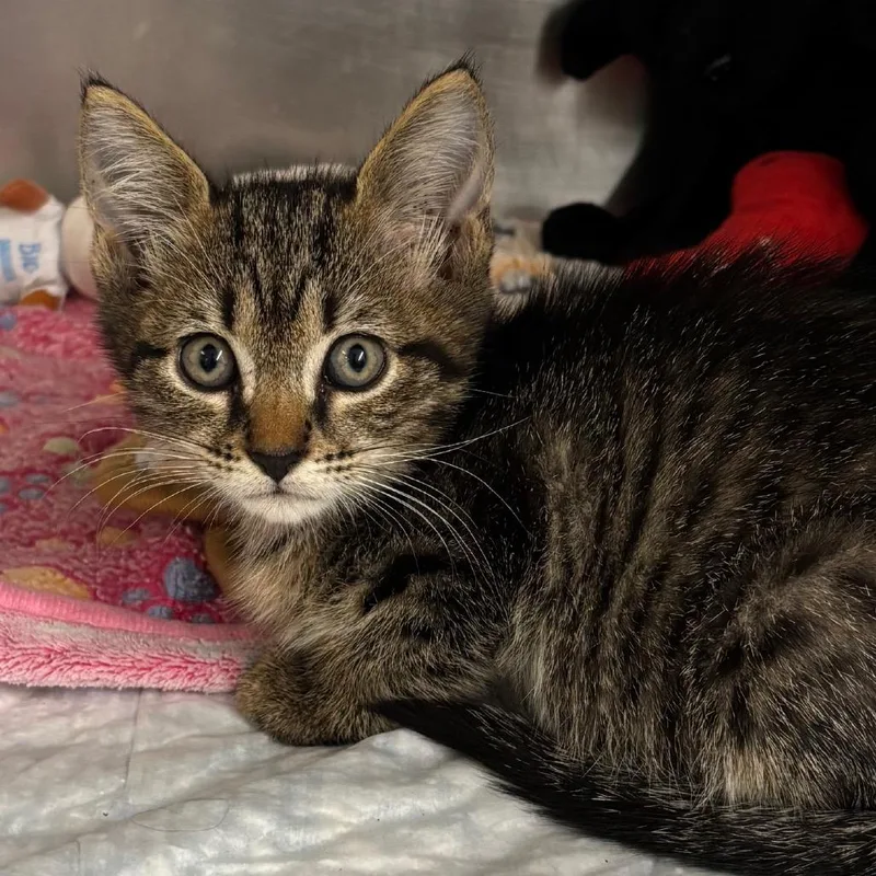 A baby small-sized female Domestic Short Hair cat named Kiara for adoption in West Palm Beach, FL