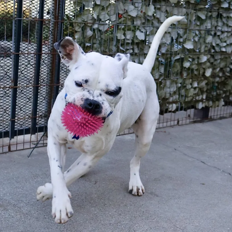 An adult medium-sized female Mixed Breed dog named Walrus for adoption in San Francisco, CA