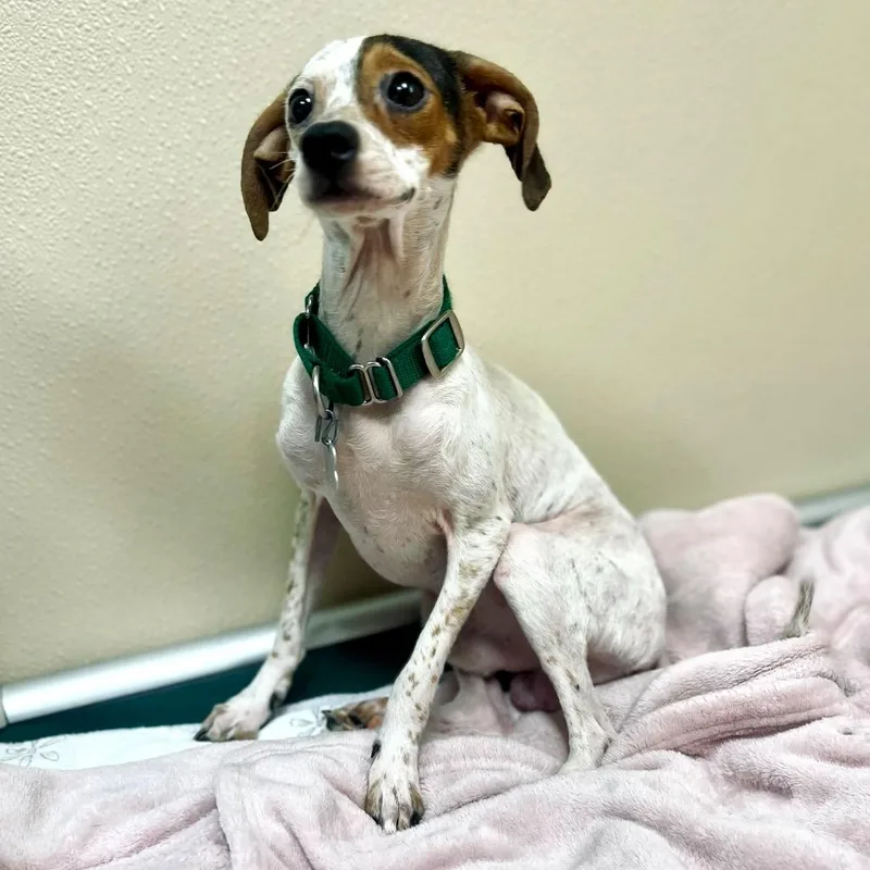 Baby Toes thumbnail 3