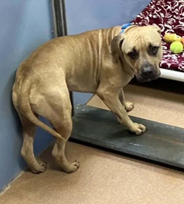 An adult large-sized male Pit Bull Terrier dog named Diesel for adoption in San Diego, CA