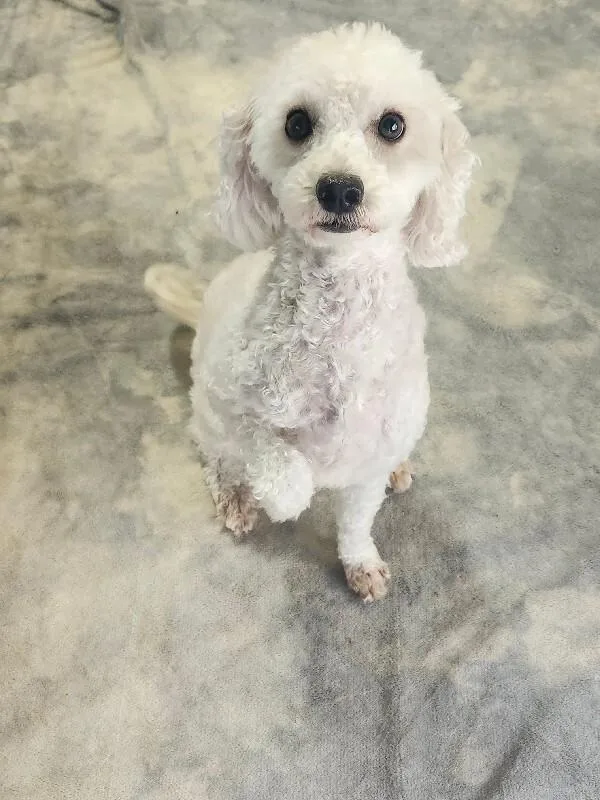 A young small-sized female Miniature Poodle dog named Peaches for adoption in Windsor, CO