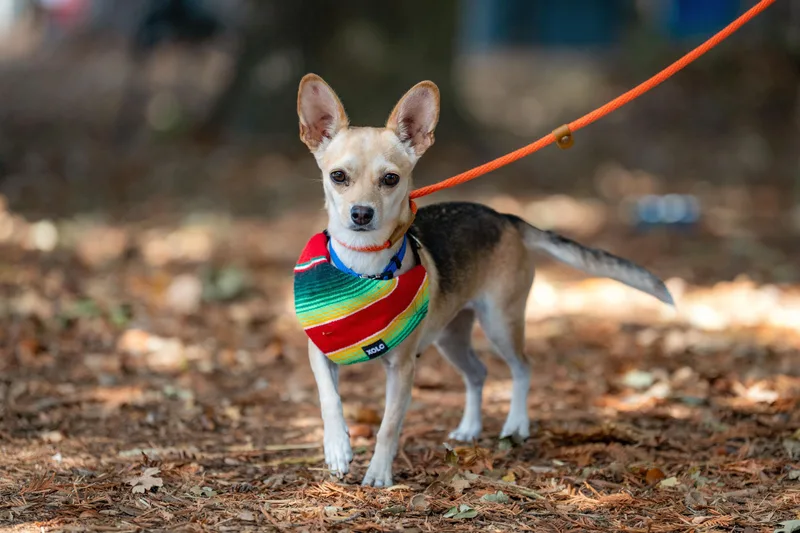 An adult small-sized female Chihuahua dog named Susan for adoption in Santa Rosa, CA