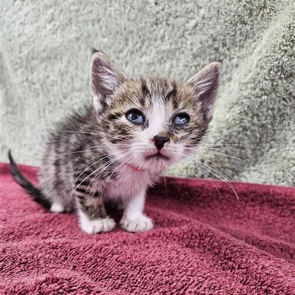 A baby small-sized male Brown / Chocolate Domestic Short Hair cat named Superman for adoption in Jacksonville, FL