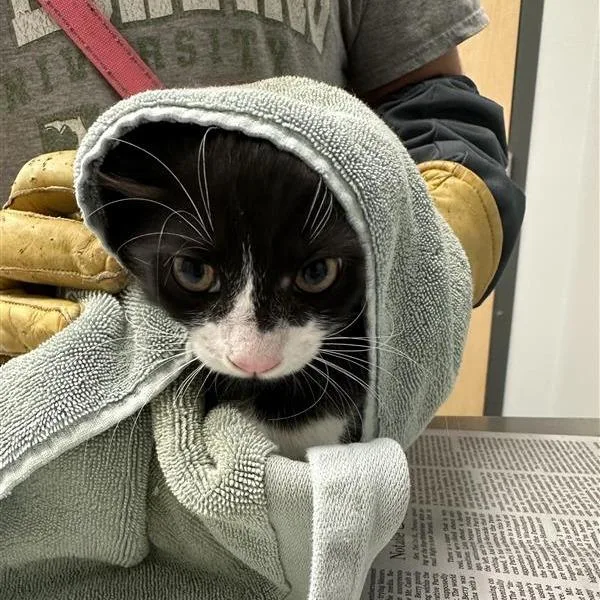 A baby small-sized male Black Domestic Long Hair cat named Country Cow for adoption in Jacksonville, FL
