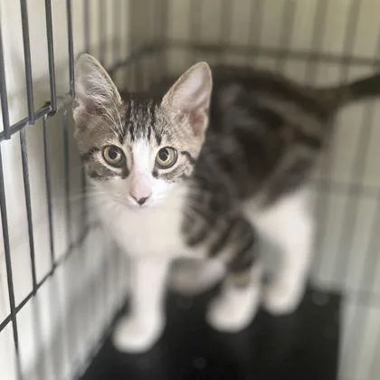 A young small-sized male Domestic Short Hair cat named Cajun for adoption in Baton Rouge, LA