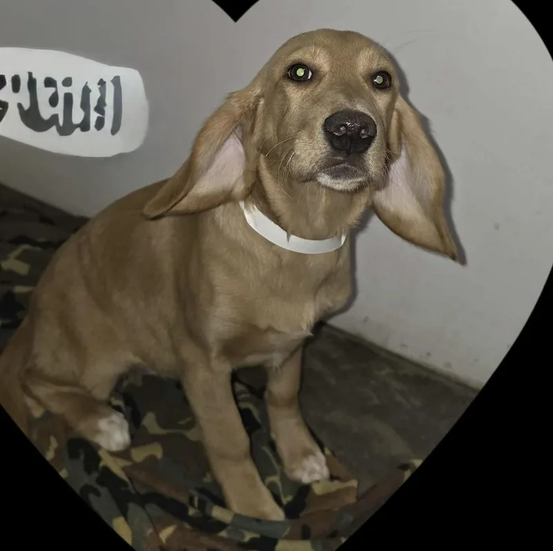 A baby large-sized female Labrador Retriever dog named Angela for adoption in Willingboro, NJ