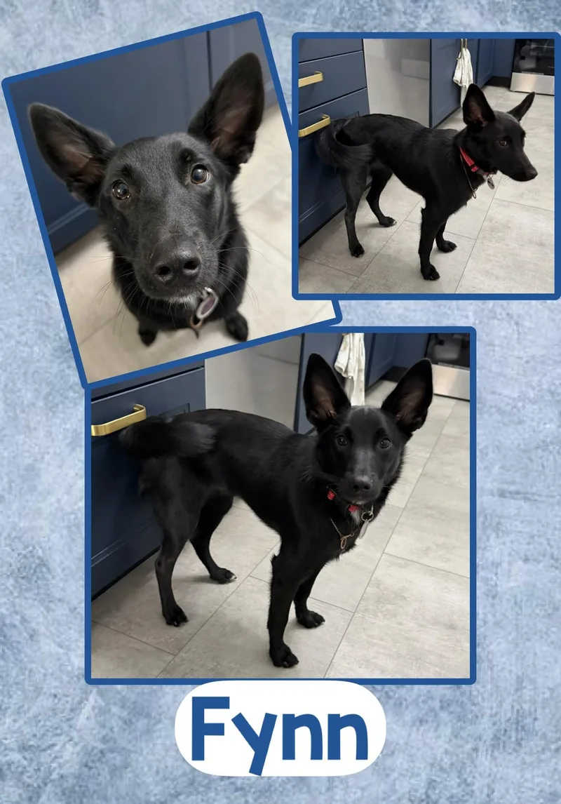 A young small-sized male Black Schipperke dog named Fynn for adoption in Fort Wayne, IN