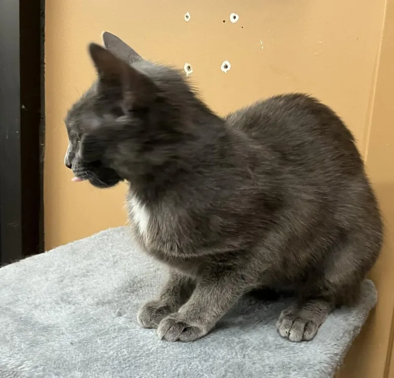 A young medium-sized female Gray / Blue / Silver Domestic Short Hair cat named Layla Cw for adoption in Greenville, SC