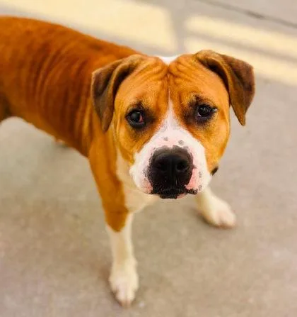 An adult large-sized female Mixed Breed dog named Harley for adoption in West Chester, PA