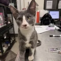 A baby small-sized male Black Domestic Short Hair cat named Tato for adoption in Wilmington, DE