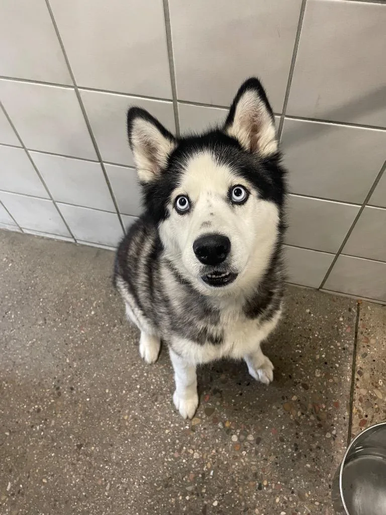 An adult medium-sized female Husky dog named Harley Quinn for adoption in Rock Springs, WY