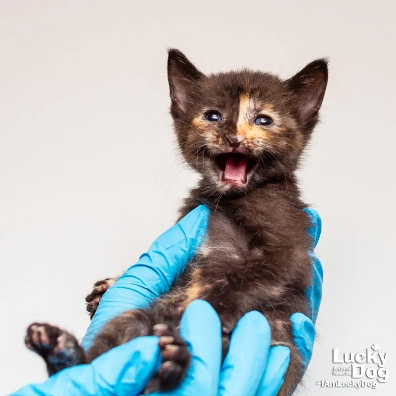 A baby medium-sized female Domestic Short Hair cat named Dinosaur Train for adoption in Washington, DC